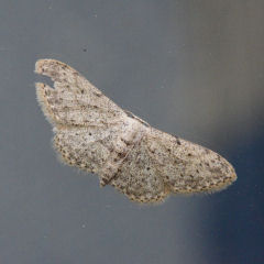 insect